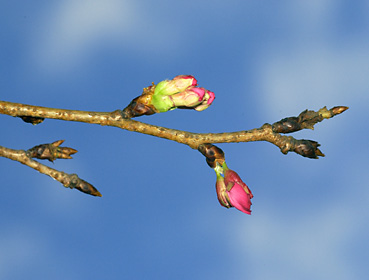 カンヒザクラの蕾