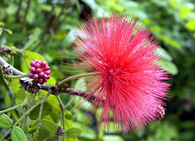 オオベニゴウカン（アカバナブラッシマメ）