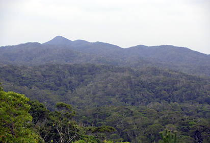 国頭村伊部岳周辺の亜熱帯林
