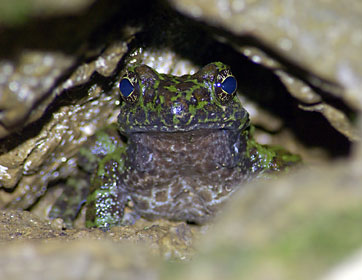 イシカワガエルの雄
