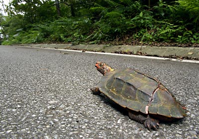 甲羅の割れたリュウキュウヤマガメ