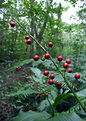 アオノクマタケランの実