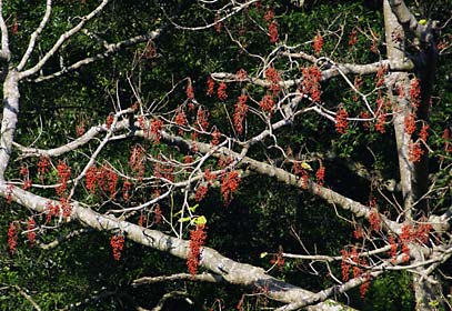 すっかり葉の落ちたイイギリ