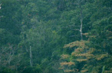 土砂降りの山原の森