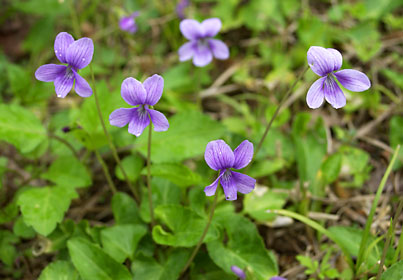 リュウキュウコスミレ