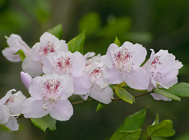 サクラツツジの花