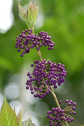 オオムラサキシキブの実