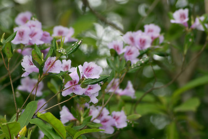 サクラツツジの花