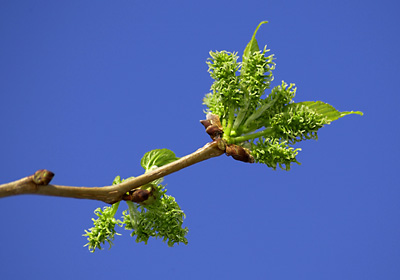 シマグワの芽吹き