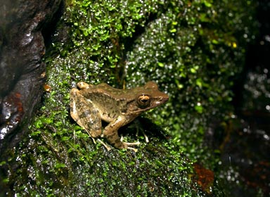 滝壷にやって来たハナサキガエルの雄