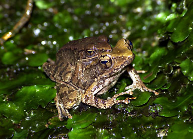 ハナサキガエルのペア