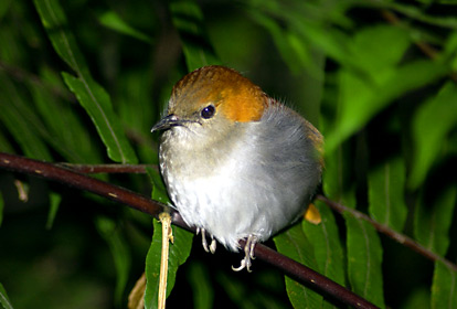 シダの葉で休むホントウアカヒゲの雌