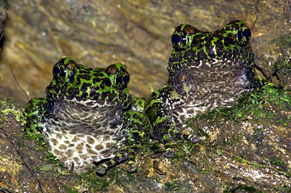 穴からこちらを覗くイシカワガエルのペア