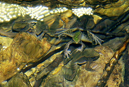 ハナサキガエルの集団産卵