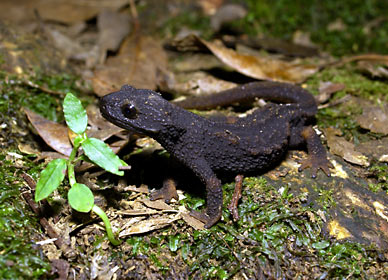 夜間、林床で活動するイボイモリ