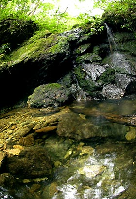 ハナサキガエルの産卵の痕