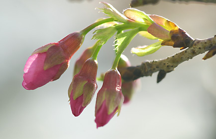 カンヒザクラの蕾