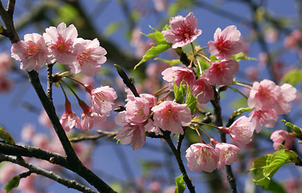 カンヒザクラの花