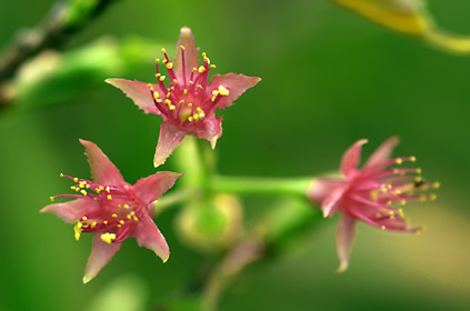 花弁の散ったカンヒザクラ