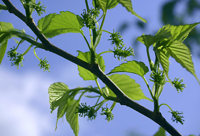 シマグワの雌花