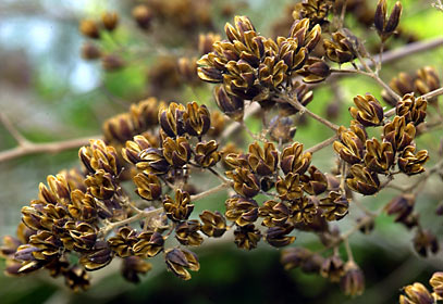 サルスベリの実