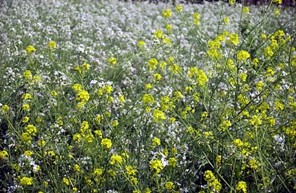 カラシナとダイコンの花