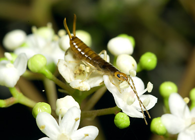 ハサミムシの一種