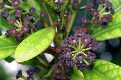 ヒメユズリハの花