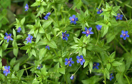 ルリハコベの花