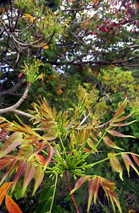 ハゼノキの芽吹き