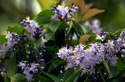 アオバナハイノキ