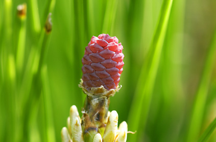 リュウキュウマツの雌花？