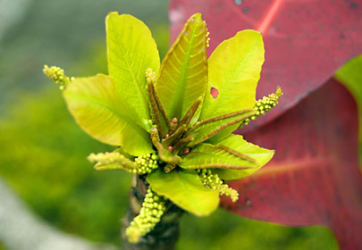 モモタマナの芽吹き