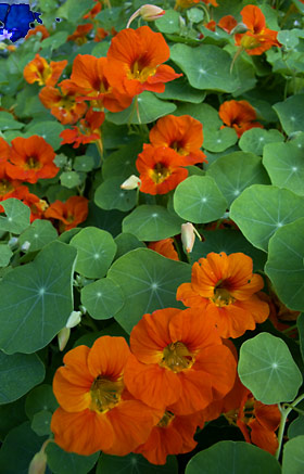 ノウゼンハレン