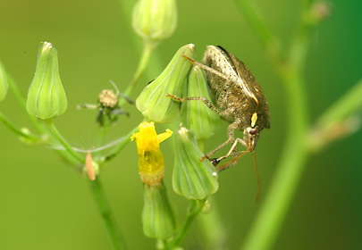吸汁するタイワントゲカメムシ