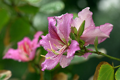 ヨウテイボクの花