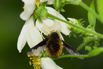 ビロードツリアブを捕らえたオキナワアズチグモ