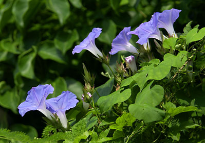 ノアサガオの花