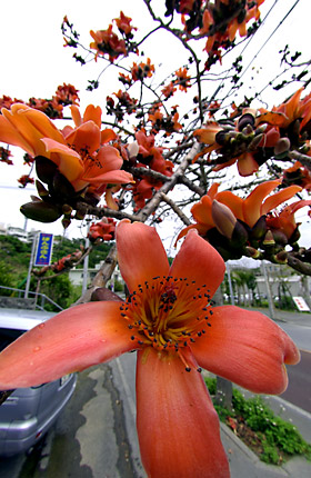 インドキワタの花 インドキワタの花