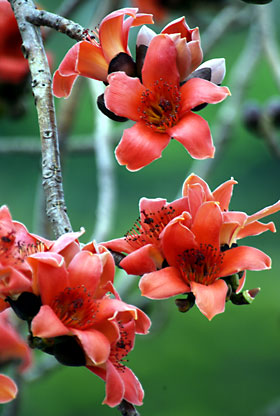 インドキワタの花 インドキワタの花