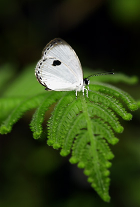 リュウキュウウラボシシジミ リュウキュウウラボシシジミ