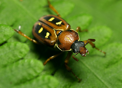 オオシマオオトラフコガネ雌成虫 オオシマオオトラフコガネ雌成虫
