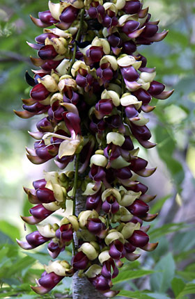 イルカンダの花 イルカンダの花