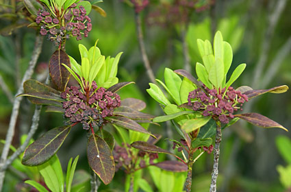 ヒメユズリハの葉の更新 ヒメユズリハの葉の更新