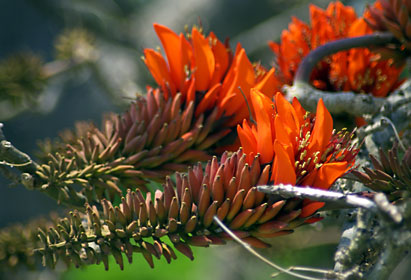 デイゴの花 デイゴの花