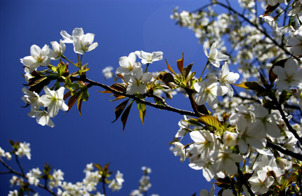 オオシマザクラの花 オオシマザクラの花