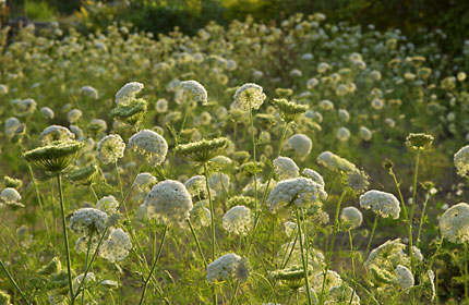 夕陽に照らされたニンジンの花 夕陽に照らされたニンジンの花