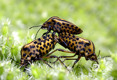 アカスジカメムシ、三角関係 アカスジカメムシ、三角関係