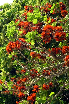 満開のデイゴの花 満開のデイゴの花