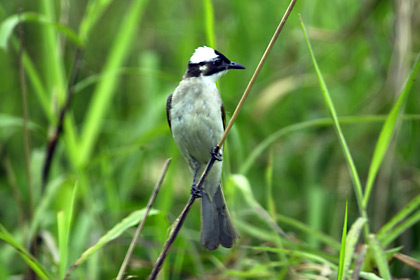 シロガシラ シロガシラ